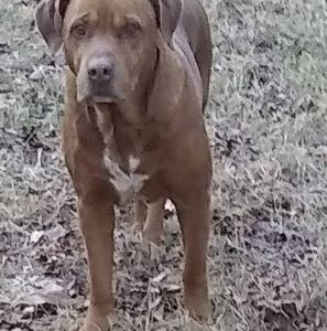 Meet your Posher, Bobby